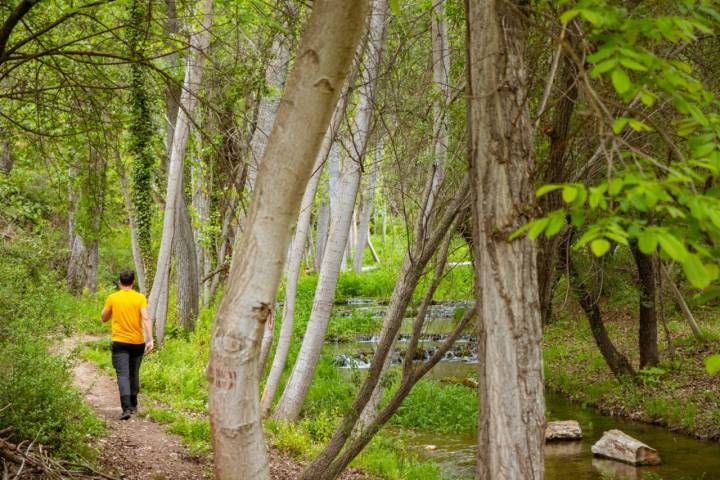 Paisaje de árboles y río en los Estrechos del Ebrón