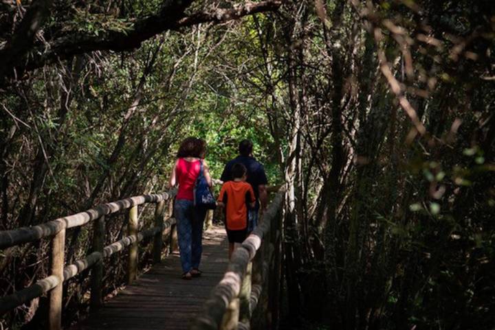 Pasarelas de madera facilitan el camino protegido por las sombras de los árboles.