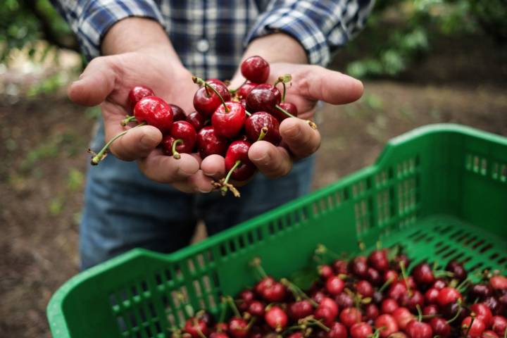 Las famosas y exquisitas cerezas del Jerte. Foto: Hugo Palotto.