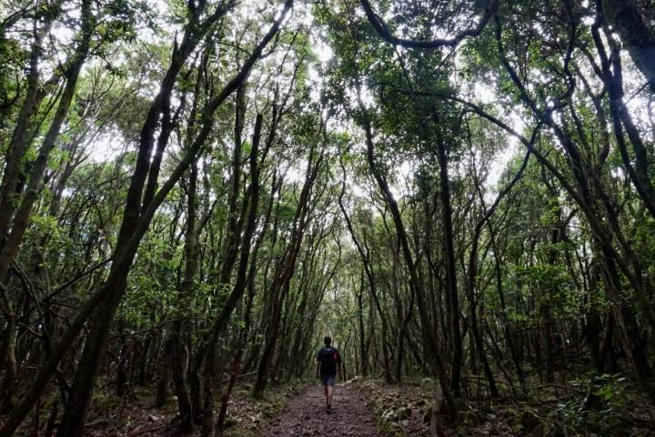 Bosque de Monte Buciero