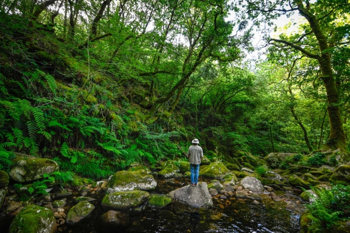 Aquí es fácil entender cómo nacen las historias de seres mágicos que habitan el bosque.