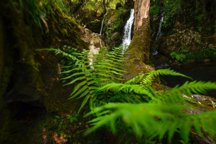 La cascada de Santa Leocadia aparece, entre enormes helechos, como un velo que se derrama por las rocas.