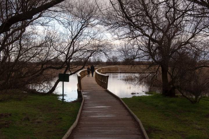 En estas fechas, las Tablas de Daimiel son un destino ideal para el turismo ornitológico.