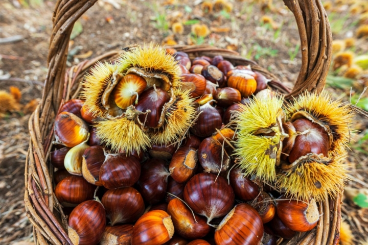 Castañas en un bosque