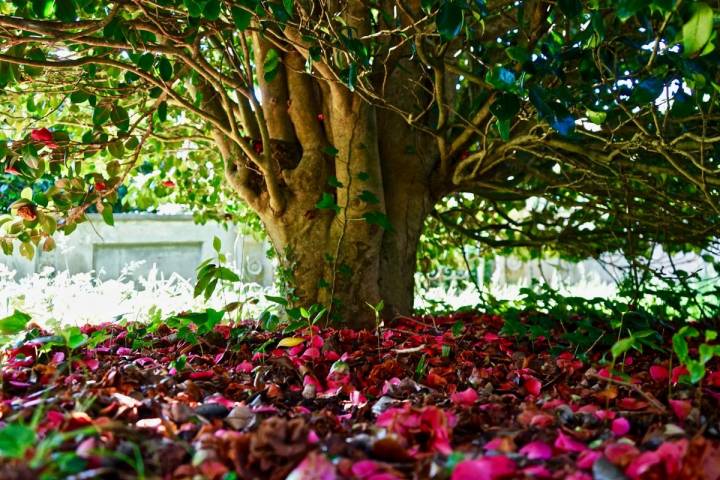 Una camelia en el parque de la Fonte Baixa, en Luarca (Asturias).