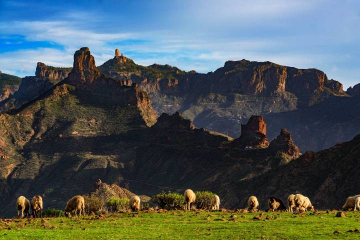 Ovejas pastando en las cumbres de Gran Canaria