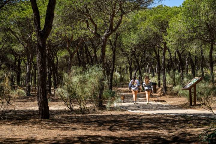 Pinada de la playa de El Hoyo en Isla Cristina (Huelva)