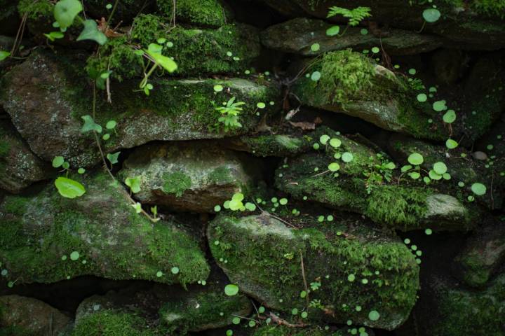 La belleza de Cortegada está en los detalles que conforman lienzos naturalistas de un atractivo hipnótico. 