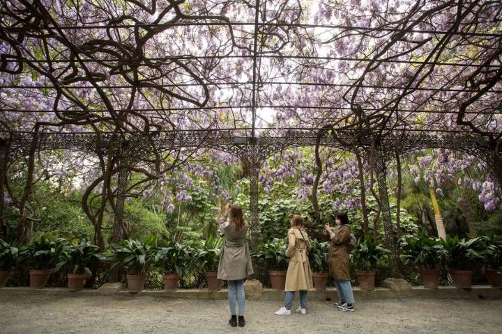 La primavera es uno de sus mejores momentos, especialmente por su cenador envuelto en colores violetas gracias a una vieja glicinia.