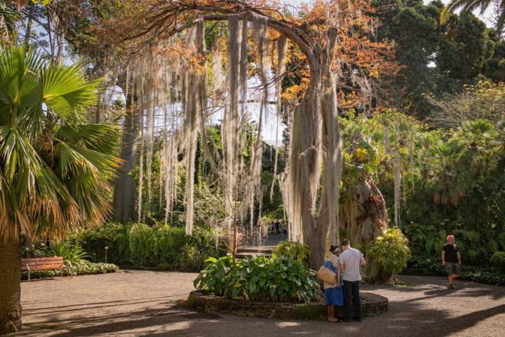 Un hermoso ciprés de los pantanos da la bienvenida a los visitantes recién llegados al jardín.