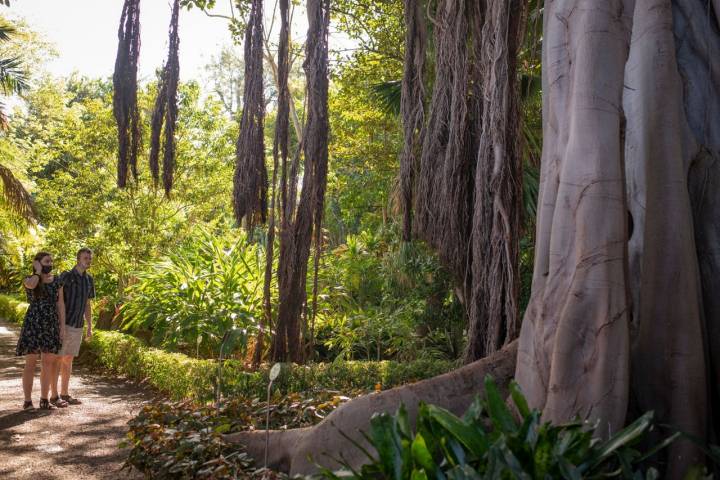 Jardín de la Orotava (Tenerife)