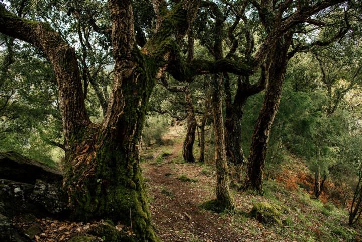 Paseo entre los alcornoques del camino.