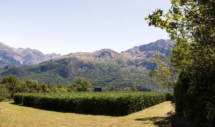 Cipreses del laberinto de los Pirineos (Piedrafita de Jaca)