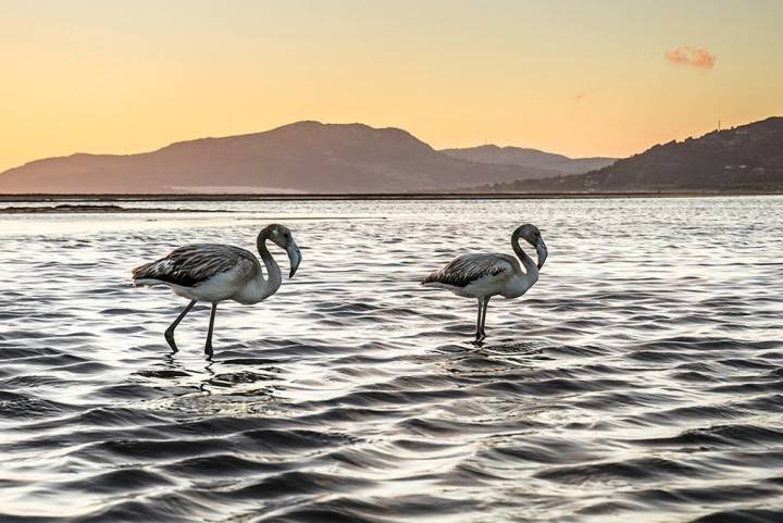 No todo es surf en Tarifa. En la foto: flamencos en el río Jara. Foto: Stefan Schmidt