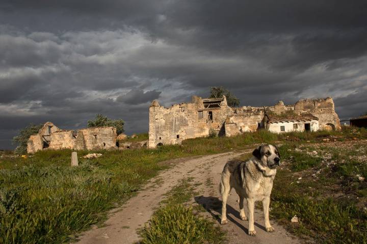 El molino cuenta con un fiel guardián que no lo abandona ni en su ruina.