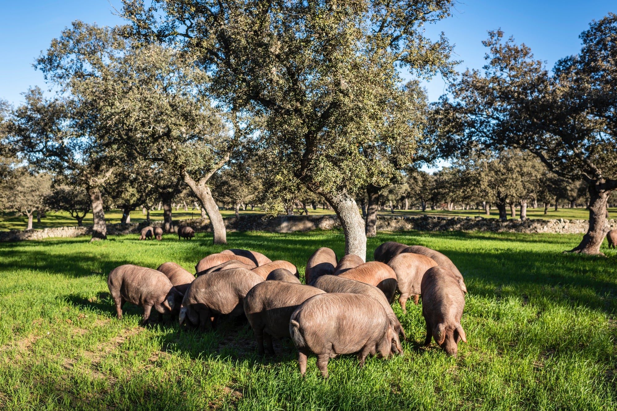 El mayor paraíso del cerdo ibérico