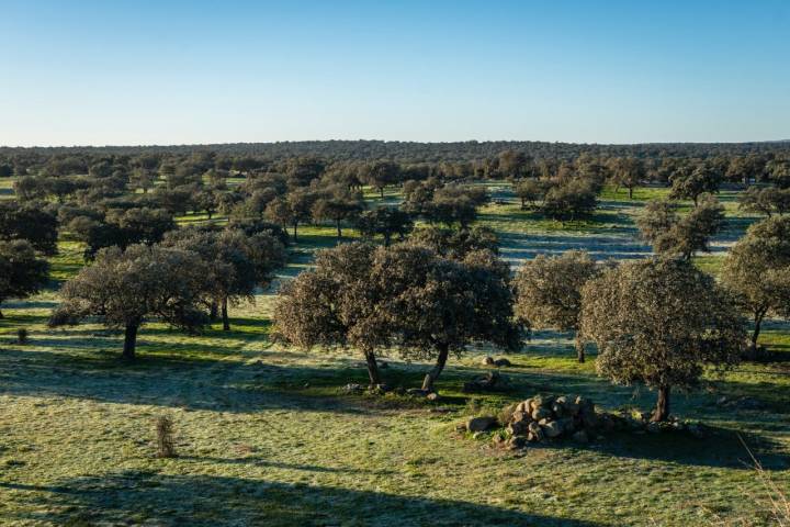 La dehesa en Los Pedroches (Córdoba)