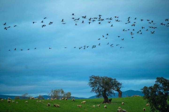 Grullas sobrevolando Los Pedroches (Córdoba)