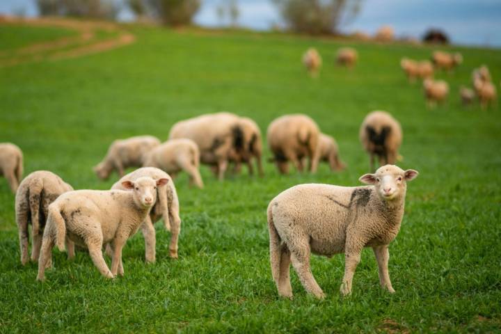 Ovejas merinas en Los Pedroches (Córdoba)