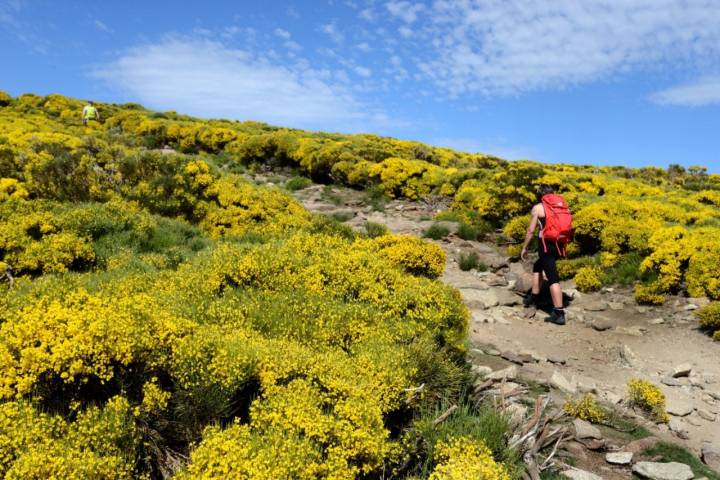 Piornos en flor en Gredos (3)