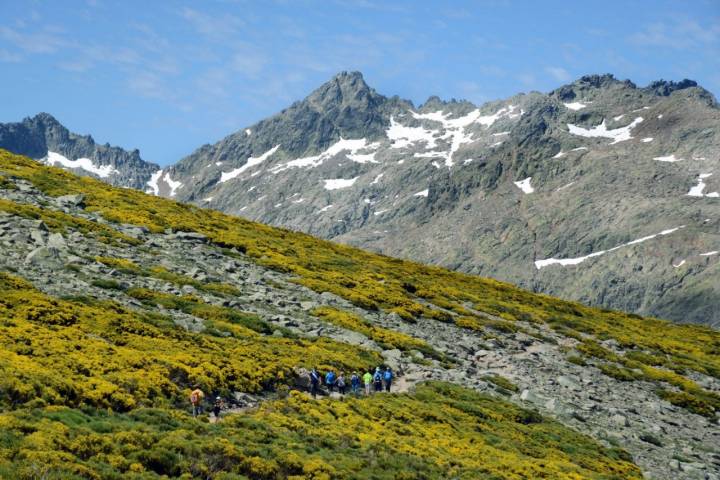 Piornos en flor en Gredos (8)