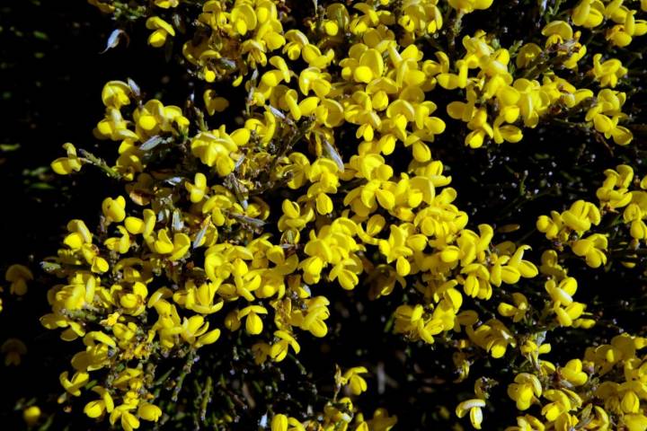 Piornos en flor en Gredos (9)