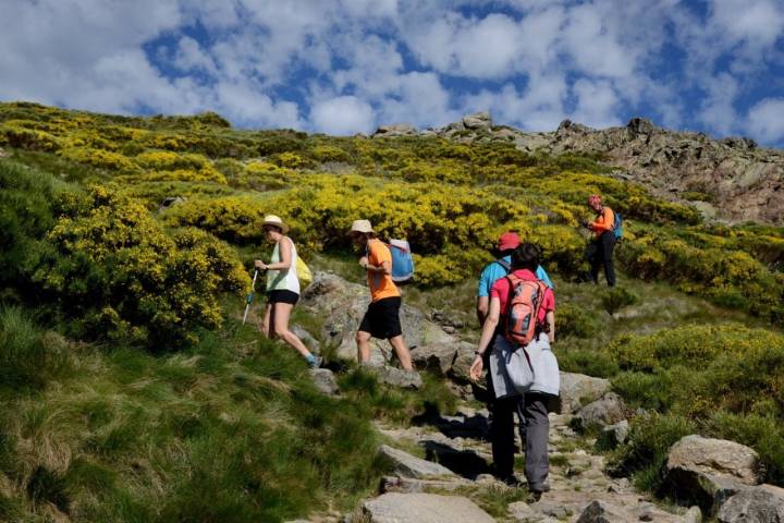 Piornos en flor en Gredos (4)