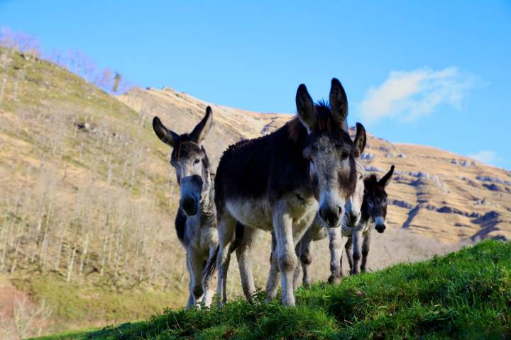 Un grupo de burros acude a nuestro encuentro. 