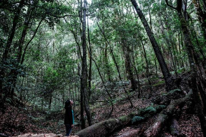 El bosque de Garajonay es uno de los pocos ejemplos que quedan en el mundo de la vegetación que cubría parte de Europa hace millones de años, en la Era Terciaria, y que fue desapareciendo con los cambios climáticos que ha sufrido el planeta a lo largo de millones de años. El corazón de La Gomera se ha convertido en una prueba de estos bosques antiguos, porque aunque la laurisilva se da en otras zonas, en este parque nacional es donde se encuentra mejor conservada en un territorio más amplio.