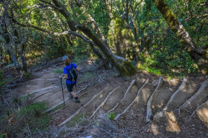 Parque Nacional Garajonay: senderista