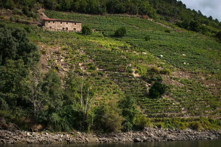 Desde el barco se ven con claridad los viñedos de la Ribeira Sacra