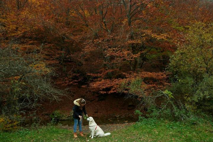 con perro en faedo de ciñera