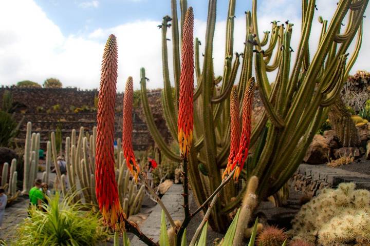 Los colores de las distintas plantas salpican los bancales ideados por César Manrique.