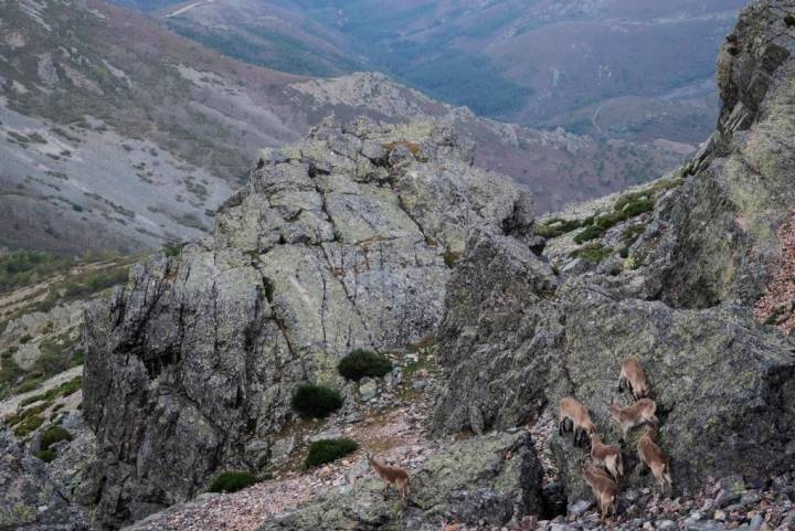 La cabra montés abunda en estas tierras y es fácil divisarla.