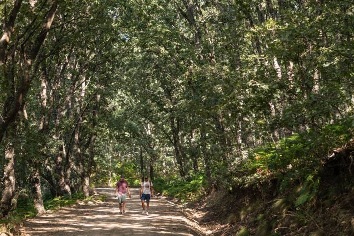 Bosque en Navaluenga