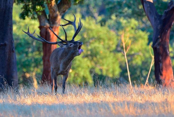 El sonido de la berrea es un espectáculo natural. Foto: Shutterstock.