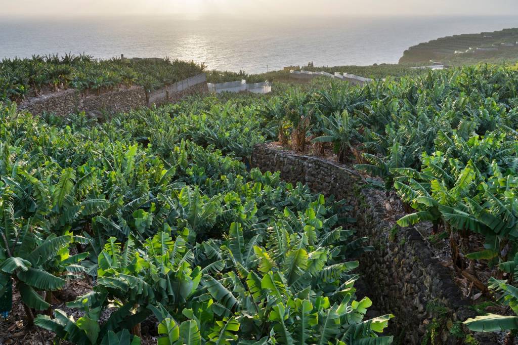 5 planes para un romance platanero en la isla de La Palma 5 planes para un romance platanero en la isla de La Palma