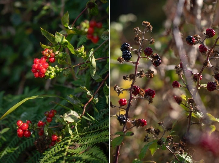 Playa del Castro de Baroña en Porto do Son