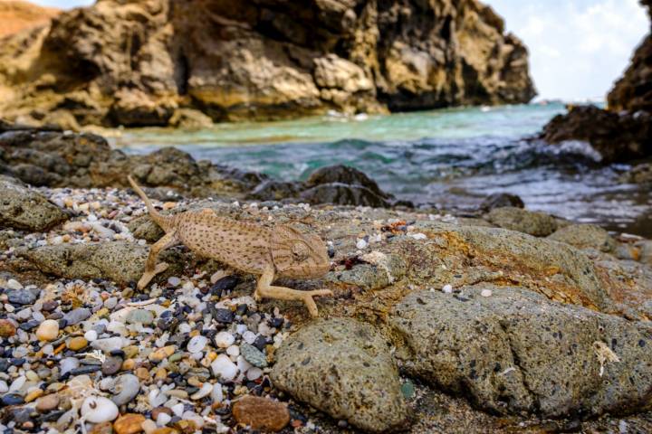 Camaleón en la playa