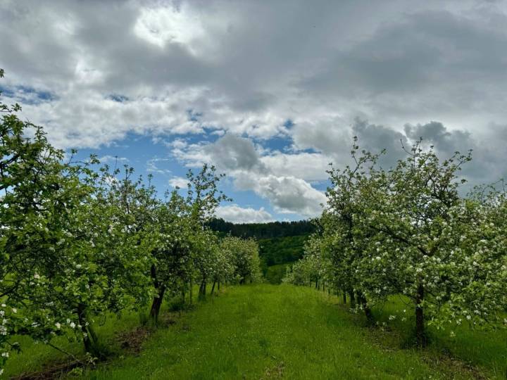 Finca de manzanos El Rebollal