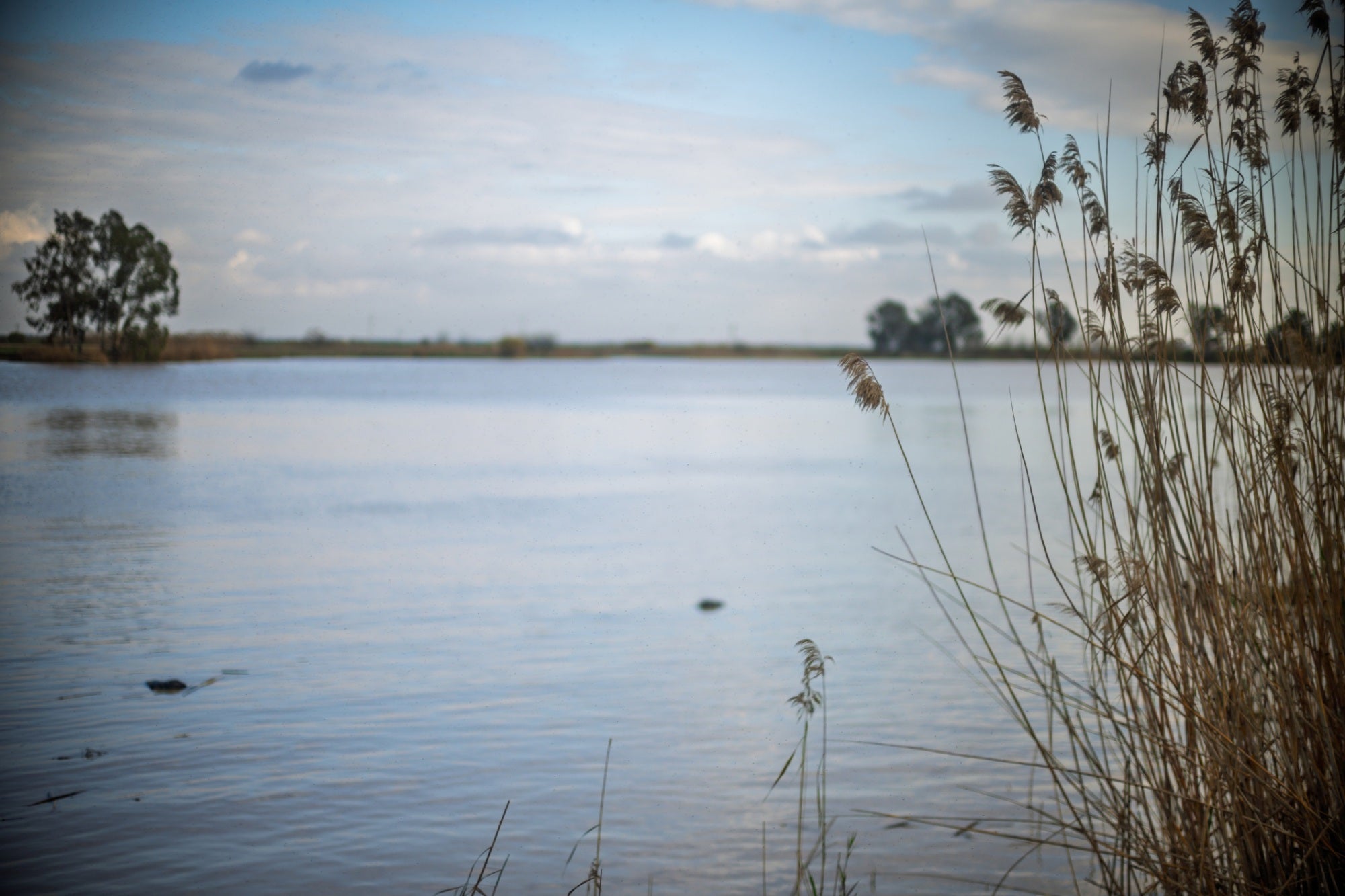 Vista de las marismas de Doñana cerca de Puebla del Río