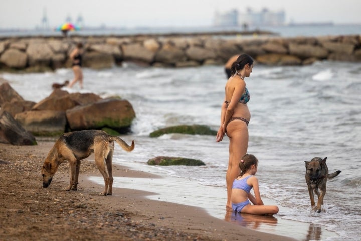 El Puig Santa María perros