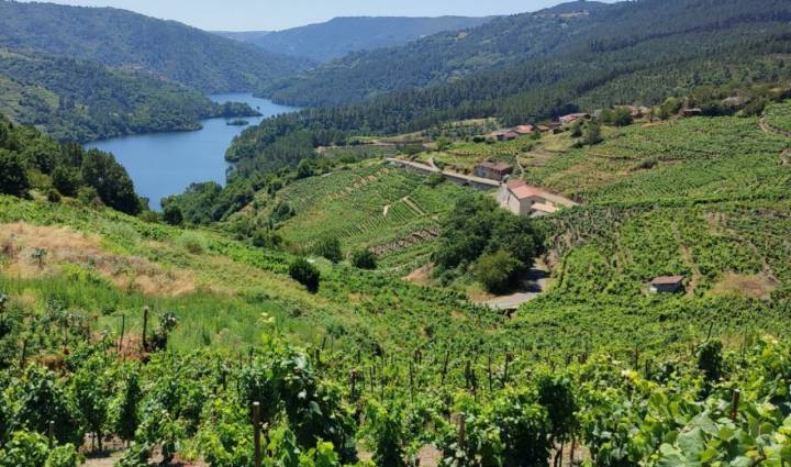 Ruta por el Cañón Mao (Ribeira Sacra): viñedos de la Ribeira Sacra