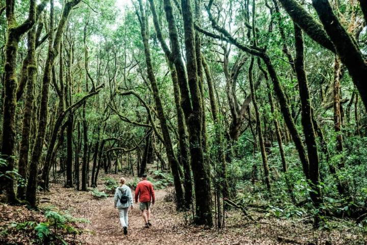 La Gomera: Sendero en el Parque Nacional de Garajonay. Foto: Hugo Palotto