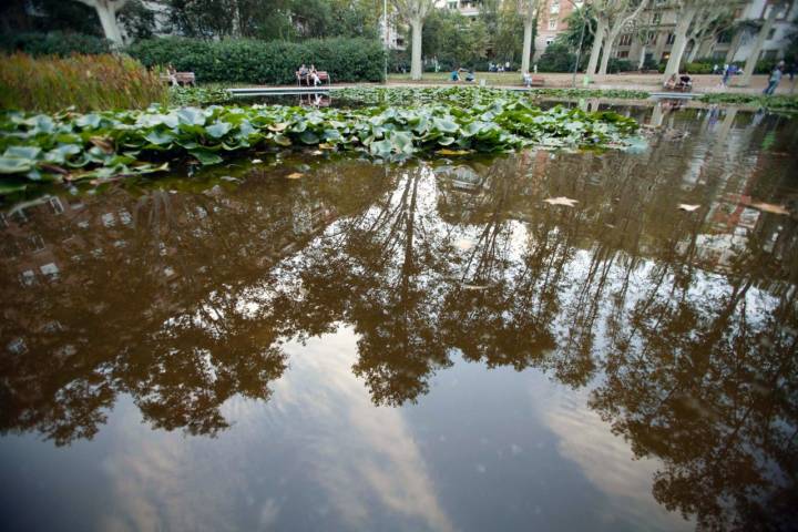 Estanque de Turó  Park (Barcelona).