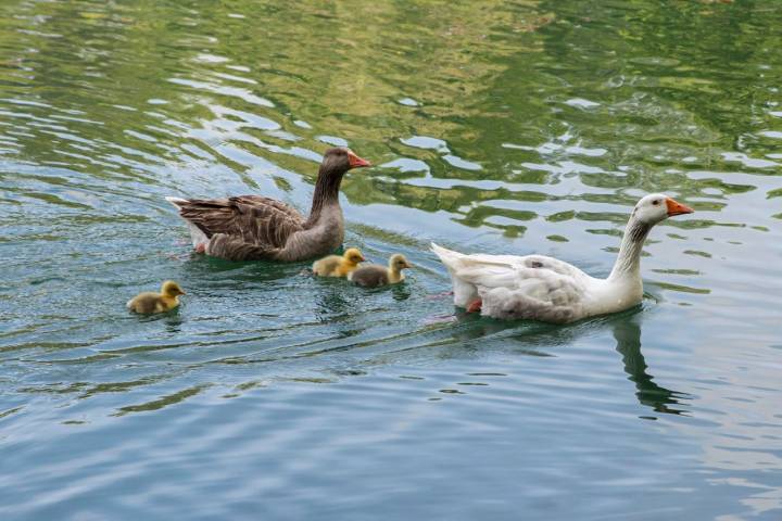 patos lago albufera