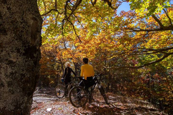 El Hayedo de Tejera Negra vive un estallido de color durante el otoño.