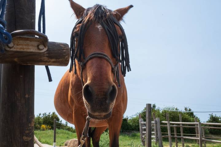 Caballo Loarre