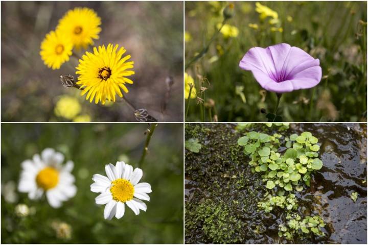 plantas canales de padules