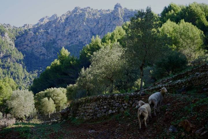 ganado tramontana